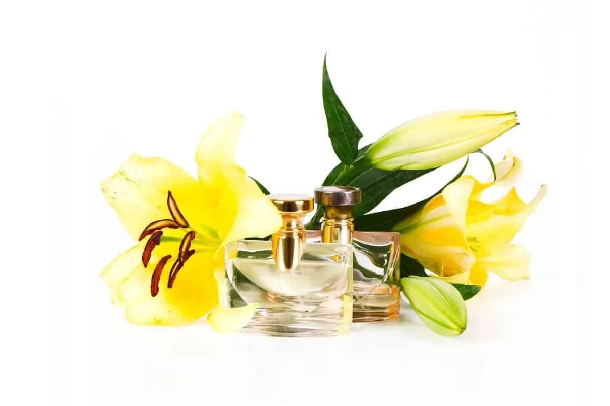Perfumes That Smell Like Sunscreen