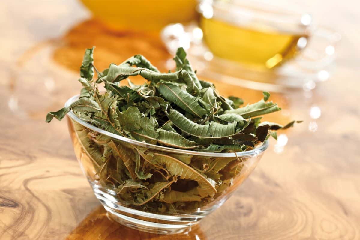 What Is Verbena Scent? (The Underrated Essential Oil!)